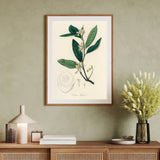 Citrus Medica