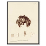British Seaweeds 082