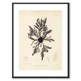 British Seaweeds 032