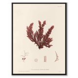 British Seaweeds 119