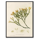 British Seaweeds 137