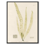 British Seaweeds 150