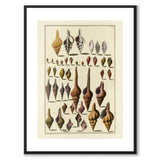 Seashells No.4