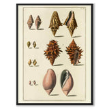 Seashells No.5