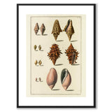 Seashells No.5
