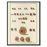 Seashells No.6