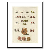 Seashells No.6