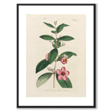 William Curtis 1794