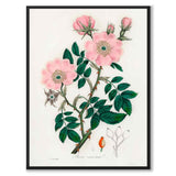 Rosa Caninal