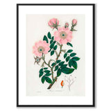 Rosa Caninal