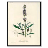 Lavandula Ipica