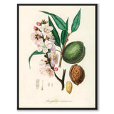 Amygdalus Communis