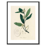 Citrus Medica