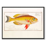 Fisk - Bloch