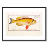 Fisk - Bloch