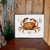 Toothed Rock Crab