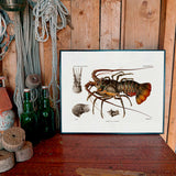 European Lobster