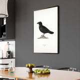 Raven