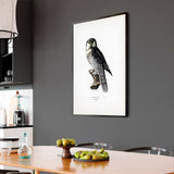 Northern Hawk-Owl