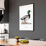 Mallard