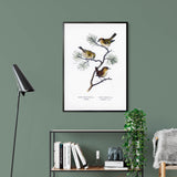 Eurasian Wren & Goldcrest