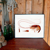 Shrimp