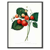 Strawberry Plant
