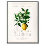 Citron