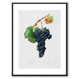 Vindruvor