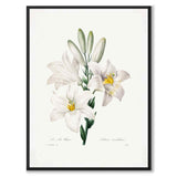 Madonna Lily