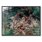 Hawk's nest - Poster