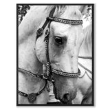 Lipizzanere