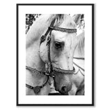 Lipizzanere