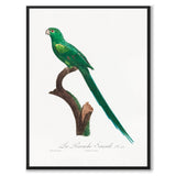 Long-Tailed Parakeet - Historly AB
