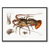 European Lobster