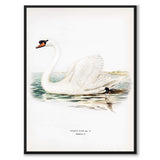 Mute Swan