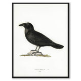 Raven