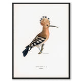 Eurasian Hoopoe