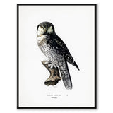 Northern Hawk-Owl