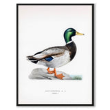 Mallard