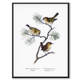 Eurasian Wren & Goldcrest