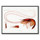 Shrimp