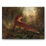 A Fox