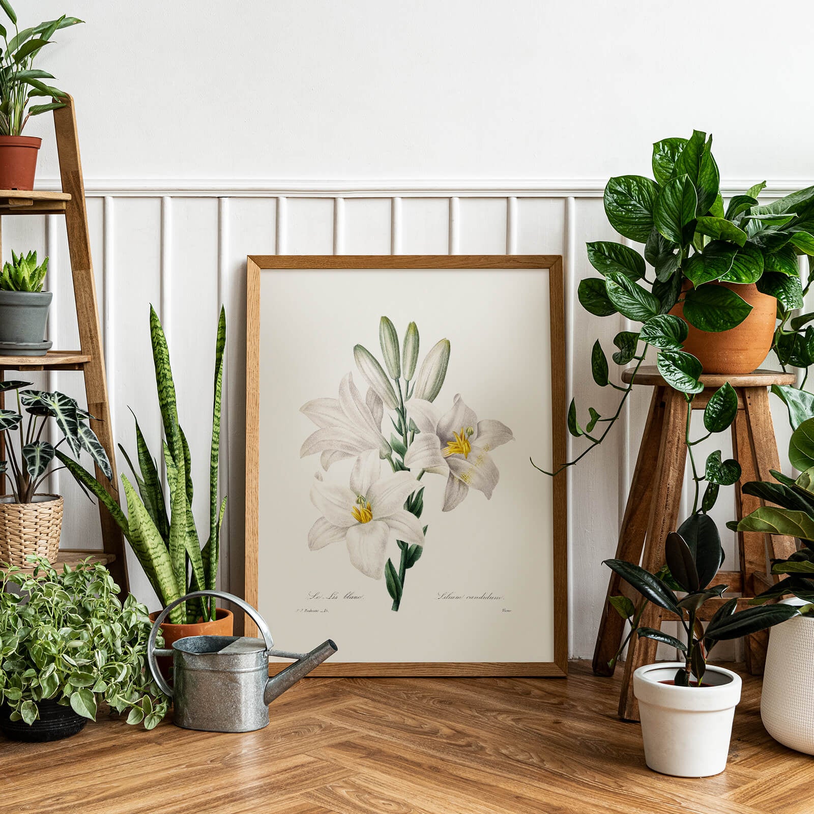 Madonna Lily som poster från Historly – bild 2