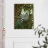 Stock Dove - Canvas