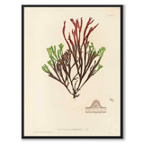 British Seaweeds 057