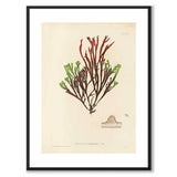 British Seaweeds 057