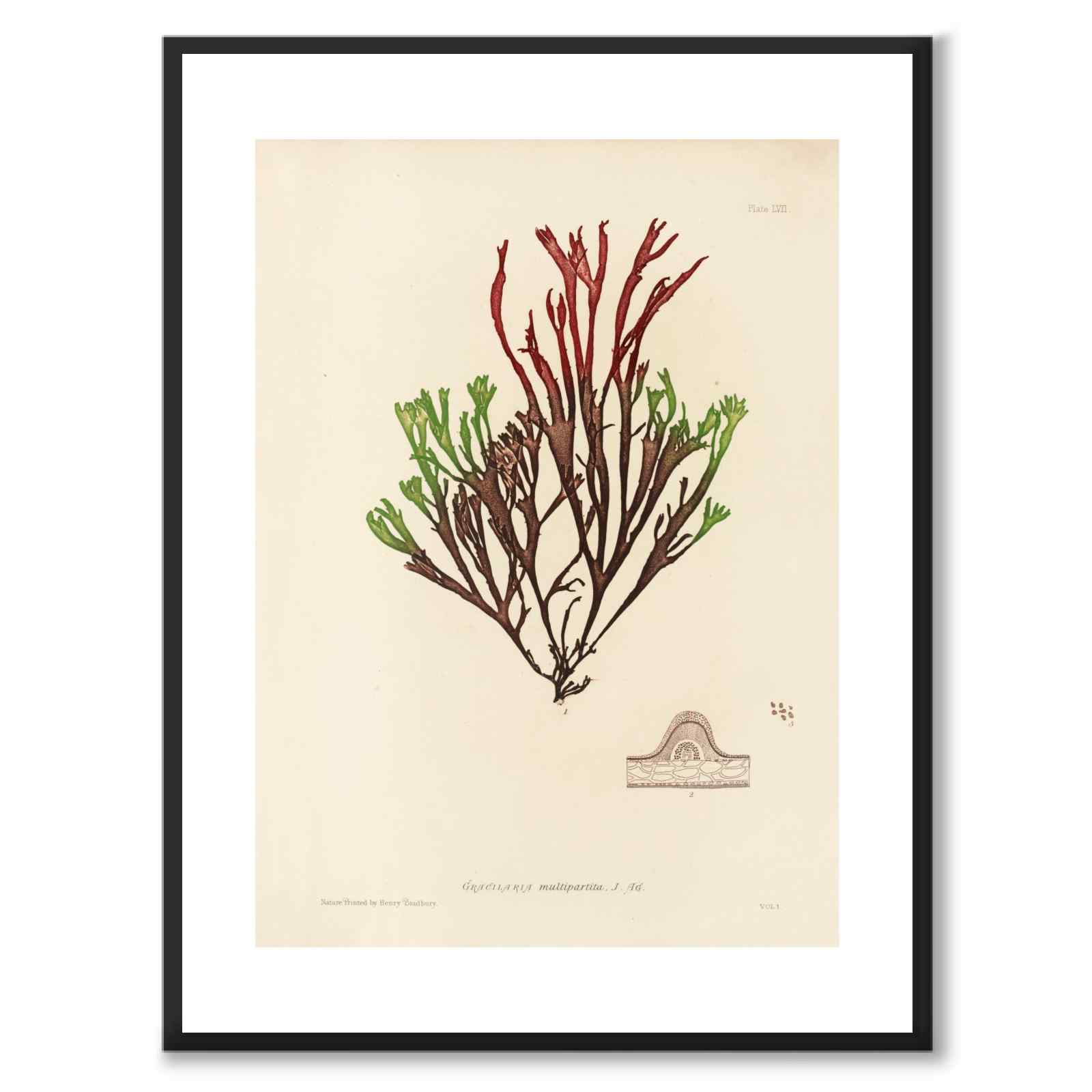 British Seaweeds 057 