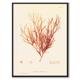 British Seaweeds 092 