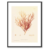 British Seaweeds 092 